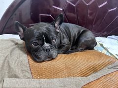 -天使宠物医院·犬猫分诊(彩虹店)