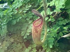 -国家植物园南园