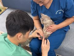 -派美特宠物医院·核磁CT·骨科肿瘤·疑难转诊(沈农禾丰店)