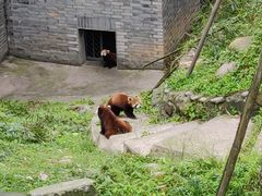 -都江堰中华大熊猫苑