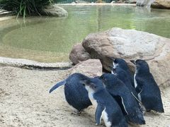 -费瑟代尔野生动物园