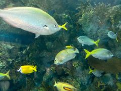 -上海海洋水族馆