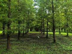 -黄海国家森林公园