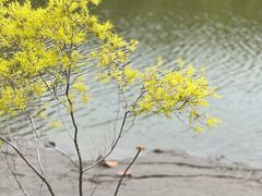 -大湾区中央湿地公园