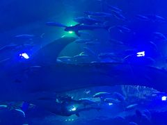-成都浩海立方海洋公园