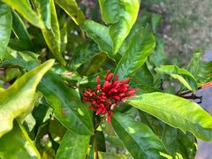 -中国科学院西双版纳热带植物园
