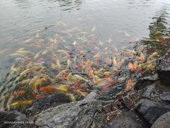 -团结湖公园