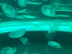 -苏州海洋馆