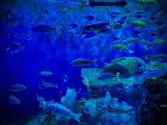 -海合安成都极地海洋公园