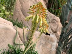 -北京植物园-展览温室