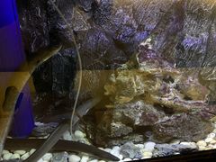 -石葵(锦业时代店)