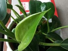 android_upload_pic-旺顺阁鱼头泡饼(小红门店)