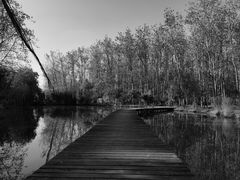 -合肥滨湖国家森林公园