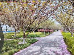-高东镇樱花园