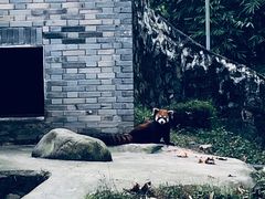 -都江堰中华大熊猫苑