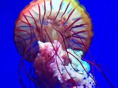 -上海海洋水族馆