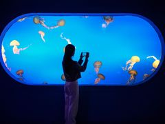 -太平洋海底世界