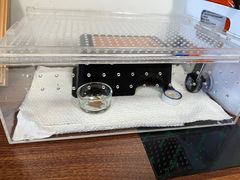 -酷以爬仙阁实体爬宠店·守宫·蜥蜴·专业繁育