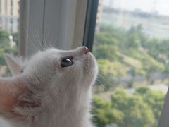 -美联众合宠物医院·爱萌分院·内外科·猫科中心