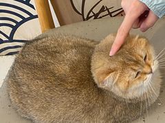 -Let's go狗咖·猫咖·奶狗·桌游(春熙路IFS店)