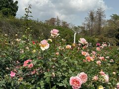 -人民公园(罗湖区)