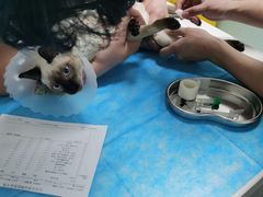 -达爱动物医院·犬猫分区·CT·复杂眼科(远洋山水分院)