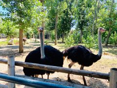 -大连森林动物园