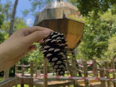 -南宁良凤江国家森林公园