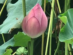 -紫竹院公园冰场