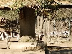 -北京动物园-畅观楼