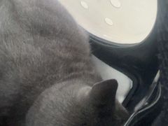 -宠福鑫动物医院(城北分院)