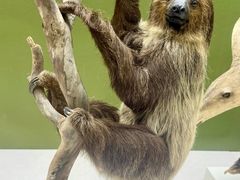 -国家自然博物馆