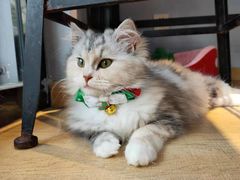 -Meowの猫咖(万家丽店)