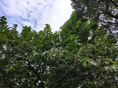 -南山植物园