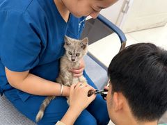 -派美特宠物医院·核磁CT·骨科肿瘤·疑难转诊(沈农禾丰店)