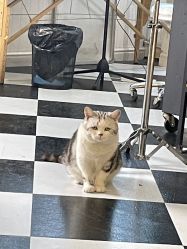 -众刺纹画·纹身·穿孔饰品·海娜定制