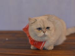 -喵屿·大理花园猫咖