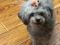 -志龙皇冠吃货椰子铺