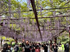 -嘉定紫藤园