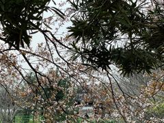 -八大山人梅湖景区