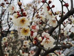 -林屋梅海青梅保护基地