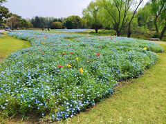 -上海滨江森林公园