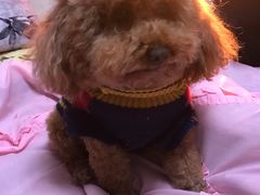 -圣宠动物医院·犬猫专科·影像中心·外科中心