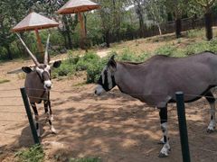 -大连森林动物园