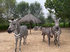 -北京野生动物园