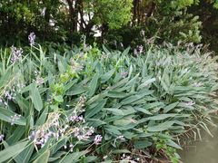 -大湾区中央湿地公园