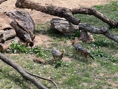 -大连森林动物园