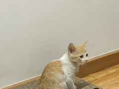-宠颐生猫科·内科皮肤科(西平世纪城店)