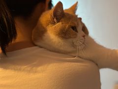 -小猫来了·猫舍(红山六九七九店)