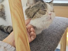 -喵园·猫主题咖啡厅·撸猫·猫咖(国贸店)